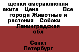 щенки американская акита › Цена ­ 30 000 - Все города Животные и растения » Собаки   . Ленинградская обл.,Санкт-Петербург г.